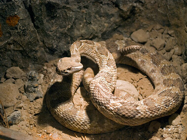 Rattlesnake diorama in the Hall of Nebraska Wildlife