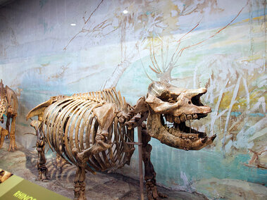 Rhino Gallery barreled-body rhino