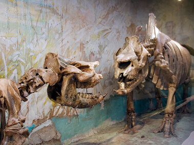 Rhino Gallery close up of rhino skeletons facing each other