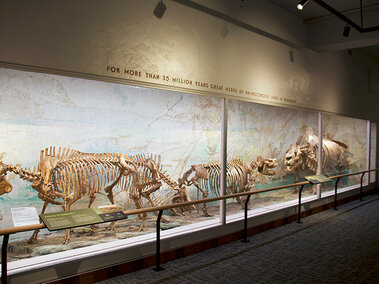 Rhino Gallery display case wide frame