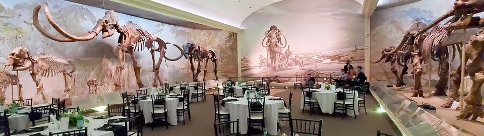 Round tables set up for a reception with table cloths and linens in front of Archie in Elephant Hall. 